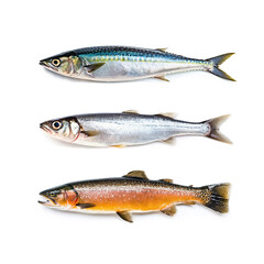 Fish isolated herring fish, mackerel, artic char, isolated generative ai