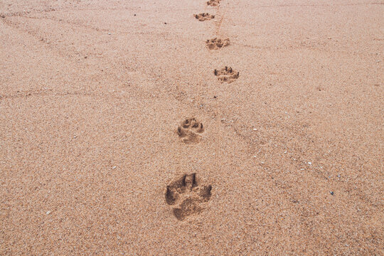 Footprints in the sand from a four-legged pet. A journey into the future and the past. Love between dog and man