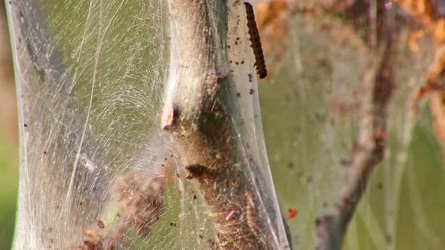 Many spinning moth caterpillars as canker worms in silky cocoon infest trees and attack plants as huge caterpillar colony before metamorphosis to spinning moth are a dangerous thread for organic farms