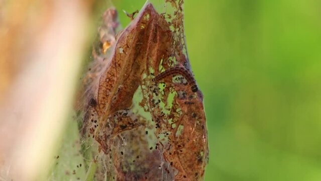 Many spinning moth caterpillars as canker worms in silky cocoon infest trees and attack plants as huge caterpillar colony before metamorphosis to spinning moth are a dangerous thread for organic farms
