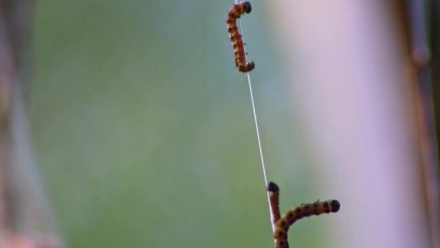 Spinning moth caterpillars balancing on net of silky cocoon infest trees and attack plants as huge caterpillar colony before metamorphosis to spinning moth are a dangerous thread for organic farms