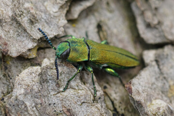 Closeup on the colorful green metallic jewel boring beetle, Anthaxia hungarica sitting on wood