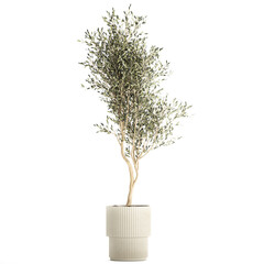 Beautiful Olive tree in a flower pot for decoration