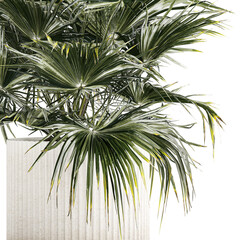  Beautiful fan palm for decoration in a flower pot 