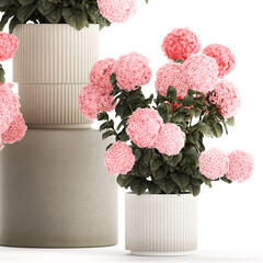  Beautiful bushes of pink hydrangea in a flower pot for home