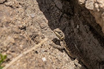 A Himalayan Agama looking for prey.