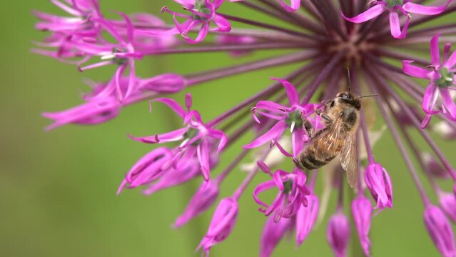 Close up macro of Honey Bees. Honey Bee collects nectar on a beautiful purple flower. Flowering ornamental plant Giant Onion (Allium giganteum)