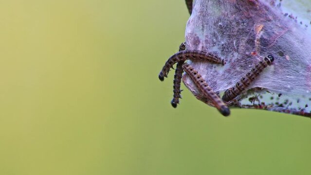 Many spinning moth caterpillars as canker worms in silky cocoon infest trees and attack plants as huge caterpillar colony before metamorphosis to spinning moth are a dangerous thread for organic farms