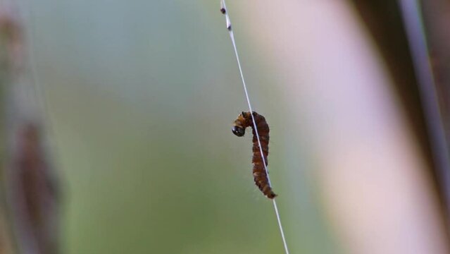 Spinning moth caterpillars balancing on net of silky cocoon infest trees and attack plants as huge caterpillar colony before metamorphosis to spinning moth are a dangerous thread for organic farms