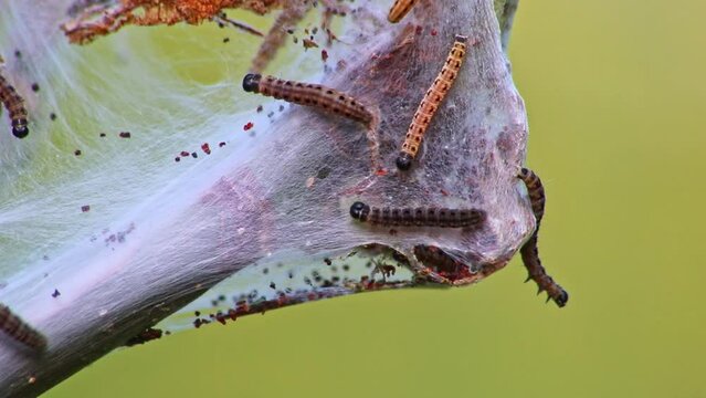 Many spinning moth caterpillars as canker worms in silky cocoon infest trees and attack plants as huge caterpillar colony before metamorphosis to spinning moth are a dangerous thread for organic farms