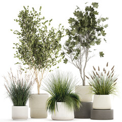  Beautiful Strelitzia Ficus lyrata plants in flower pots