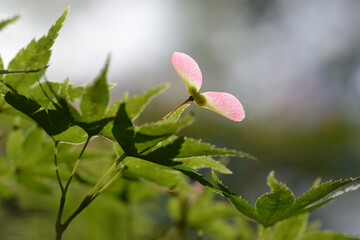 モミジの種