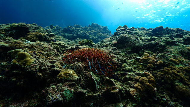 Underwater photo of a beautiful landscape from below with a Crown thorne starfish.