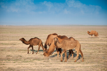 Camels on the way are looking for fresh grass to eat, graze in the steppes, heat, drought, Kazakhstani steppes.