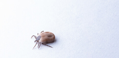 Tick insect isolated on the white background. The parasite full of blood on a macro scale.