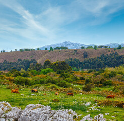 Fototapeta na wymiar Herd of cows on summer pasture , Asturias, Spain.