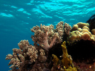 Lemnalia soft coral in a shallow reef Boracay Island Philippines
