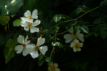 Flores blancas de primavera rodeadas de hojas verdes.