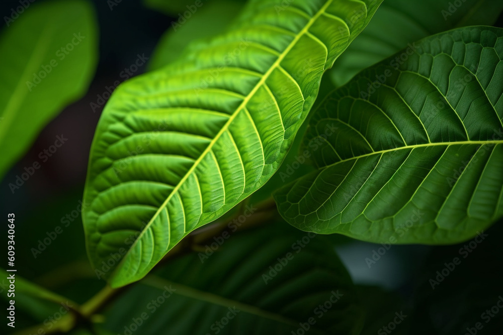 Poster a close-up shot of kratom (mitragyna speciosa), displaying its glossy leaves, veined pattern, and st