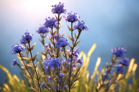 An image featuring Blue vervain (Verbena hastata), with its slender spikes of small blue flowers, and its historical use as a relaxant and mood enhancer.  Generative AI technology.