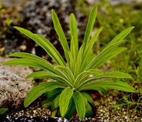 aloe vera plant