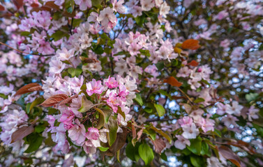 Blooming apple trees in the park on a summer day.