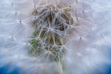 Dandelion seed pods close-up.