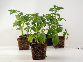 Young tomato seedlings isolated on white background. Tomatoes on a white background.