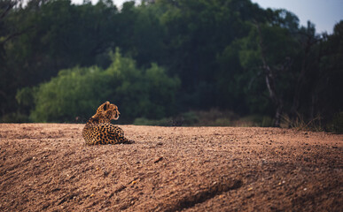 Cheetah resting in the savannah with a light sun