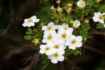 Shrub cinquefoil, small white flowers on an ornamental shrub. Ornamental plants in spring. - obrazy, fototapety, plakaty
