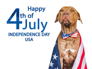 Independence Day. American Flag and cute brown puppy. Closeup, indoors. Studio shot....
