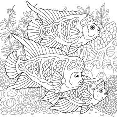Underwater scene with a school of flowerhorn cichlid. Adult coloring book page with intricate mandala and zentangle elements.