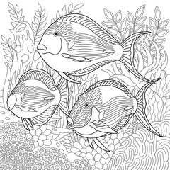 Underwater scene with a school of eye-stripe surgeonfish. Adult coloring book page with intricate mandala and zentangle elements. © Sybirko