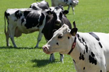 Stado holenderskich krów na zielonym pastwisku
