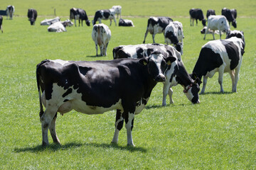 Stado holenderskich krów na zielonym pastwisku