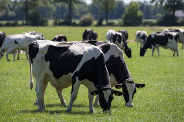 Stado holenderskich krów na zielonym pastwisku - obrazy, fototapety, plakaty