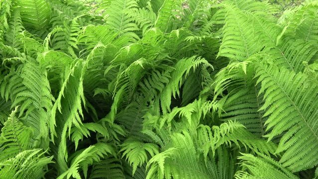 Big green plant of fern Polypodiopsida