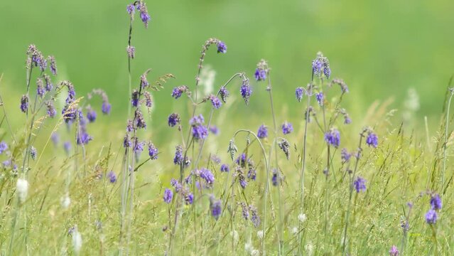 Wild steppe flowers. Beauty of nature with stems of blooming salvia nutans swaying in breeze on sunny day.  Video has shallow depth of field, adding soft and dreamy effect to summer scene.