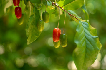 Close-up of the red Bodhi tree fruits