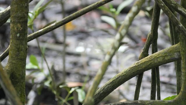 Selective focus baby wild crab-eating monkey (Macaca fascicularis) on mangrove tree