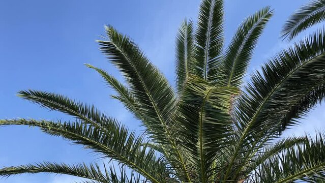 Palm trees low-angle 4k footage on a bright sunny day. Palm trees against the clear blue sky. Concept of tropical areas. Coconut trees swaying in the wind. 