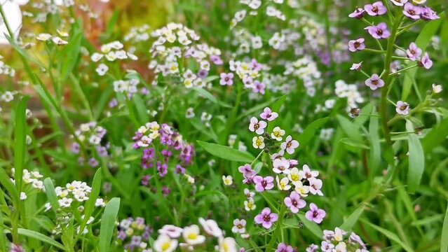 Close-up of purple and white flowers of Lobularia maritima Alyssum maritimum, sweet alyssum or sweet alison, alyssum genus Alyssum is a species of low-growing flowering plant in family Brassicaceae.