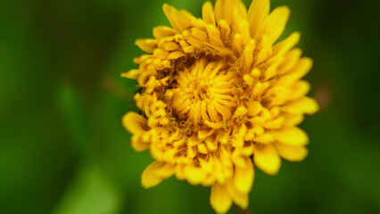 yellow flower macro