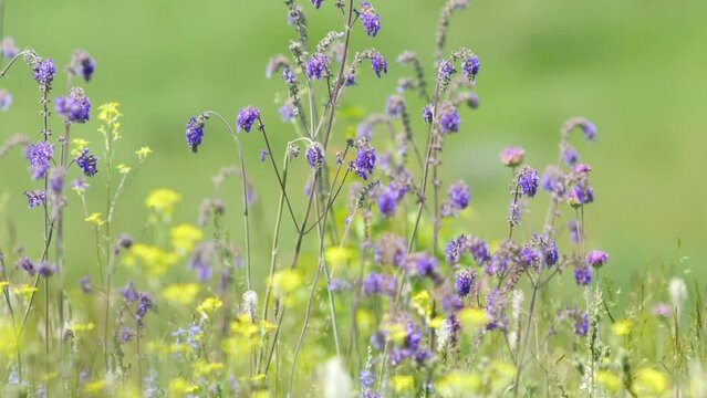 Wild steppe flowers. Beauty of nature with stems of blooming salvia nutans swaying in breeze on sunny day.  Video has shallow depth of field, adding soft and dreamy effect to summer scene.