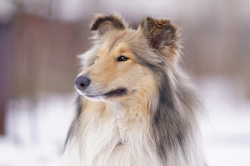 The portrait of an adorable sable and white rough Collie dog with a chain collar posing outdoors in winter