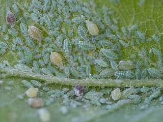 Close-up of Aphid colony - Hemiptera: Aphididae - on plum leaf. Macro photo of insect pest - plant...