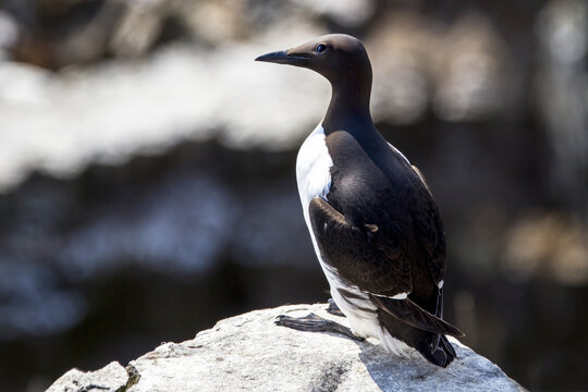 One common murre sitting on a rock