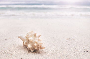 Fototapeta na wymiar Shell on a tropical beach, selective focus, color toning applied.