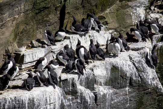 Group of Common Murres on rocky cliff