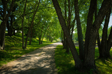 Empty forest footpath and shadows of the trees in the park
